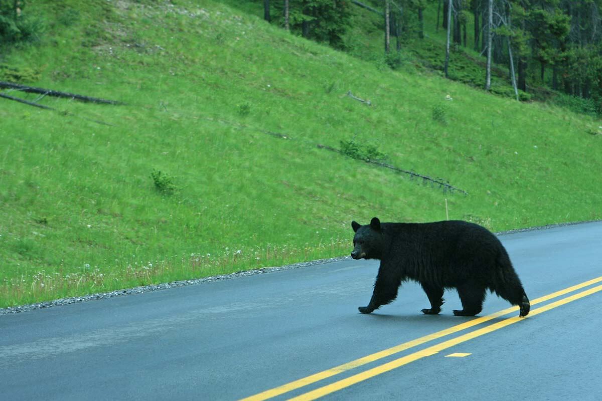 Bear crossing the road in Western Canada
