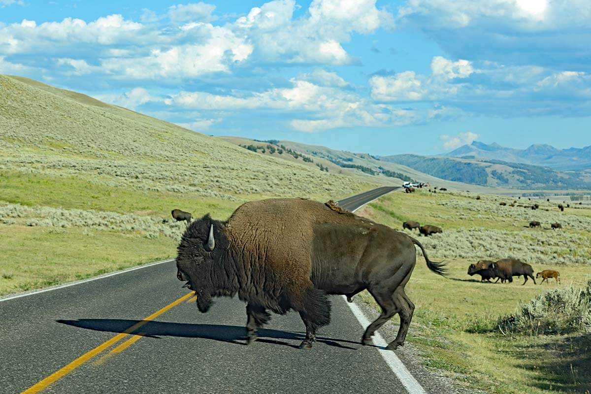 Bison crossing the road in Lamar Valley, Yellowstone National Park