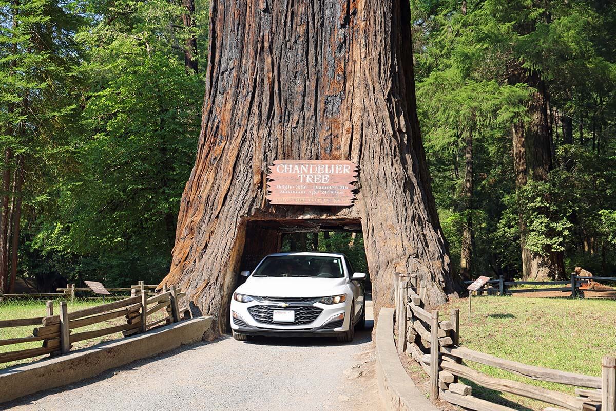 Drive through tree Chandelier Tree in Northern California USA