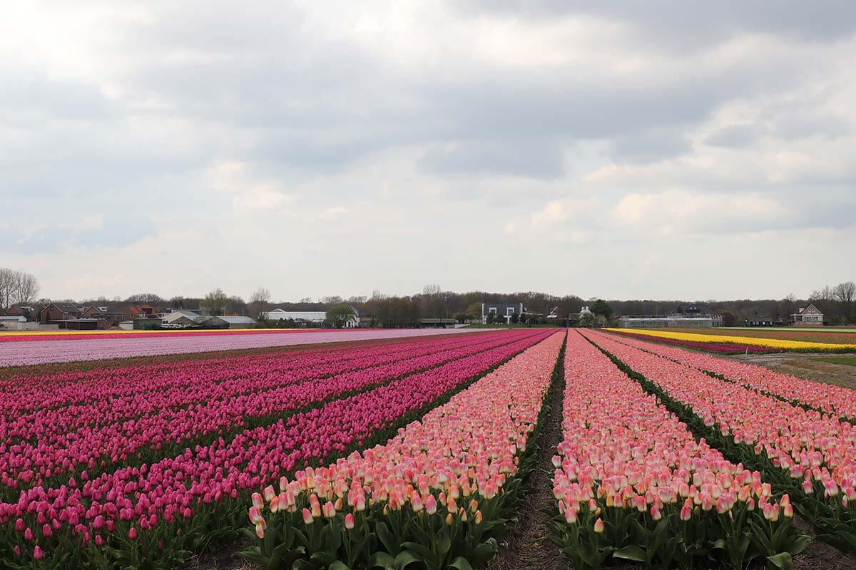 Dutch tulip fields near Amsterdam in spring