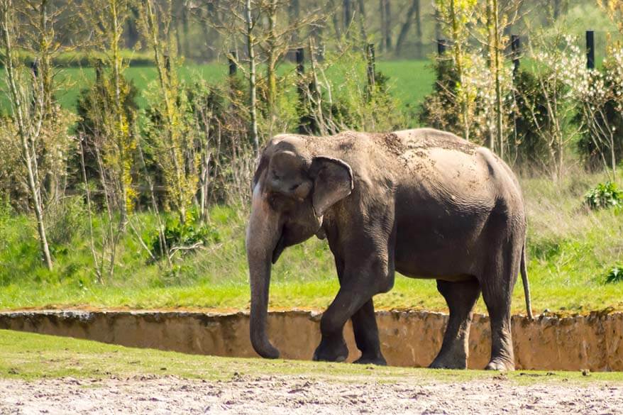 Elephant at Pairi Daiza park in Belgium