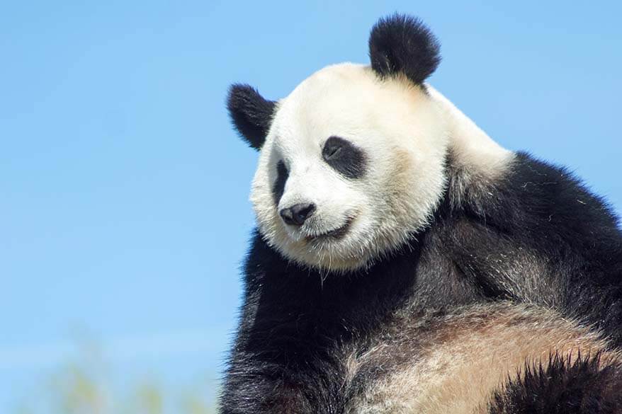 Giant panda at Pairi Daiza animal park in Belgium