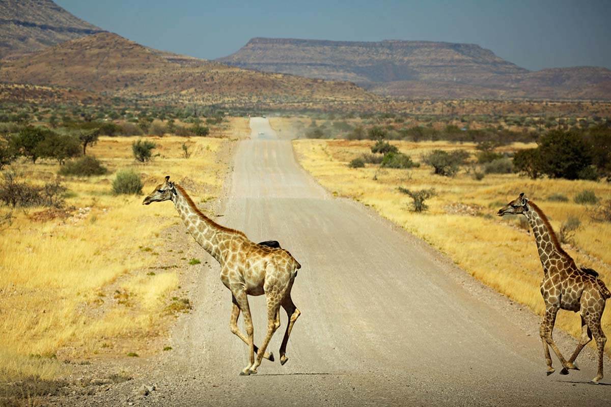 Giraffes crossing the road in Namibia