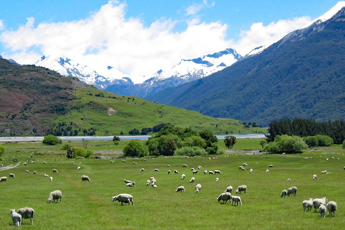 New Zealand road trip - mountain landscape and sheep