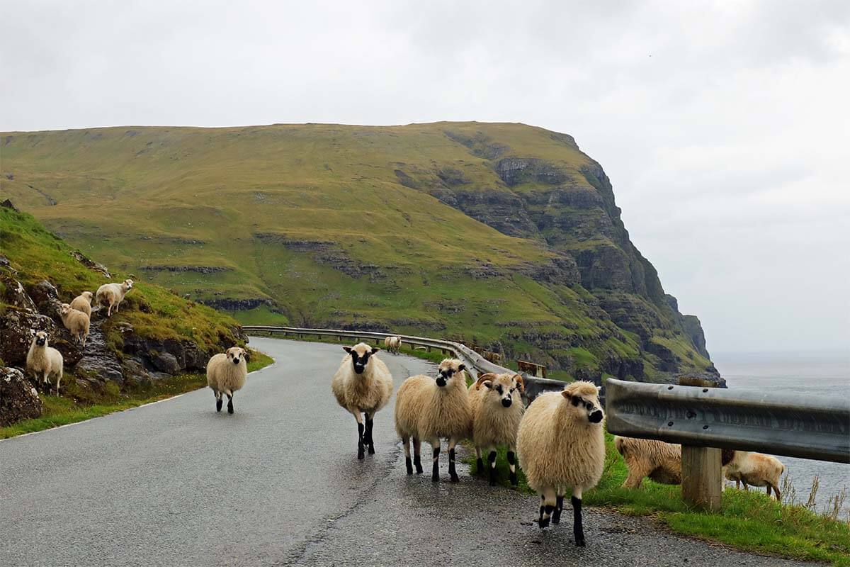 Sheep on the road in the Faroe Islands
