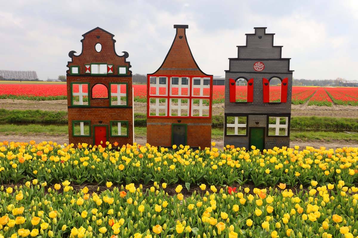 Tulip fields and colorful Dutch houses near Amsterdam in the spring