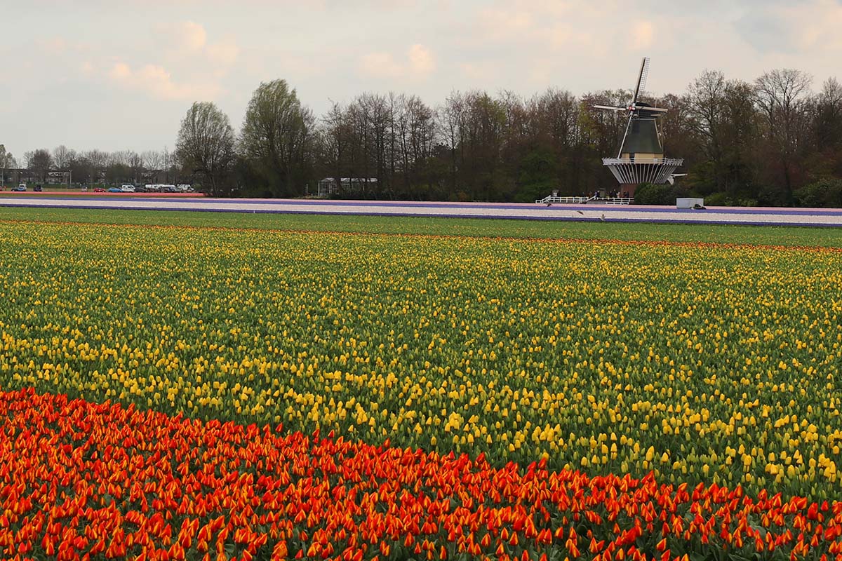 Tulip fields and windmill near Amsterdam in spring