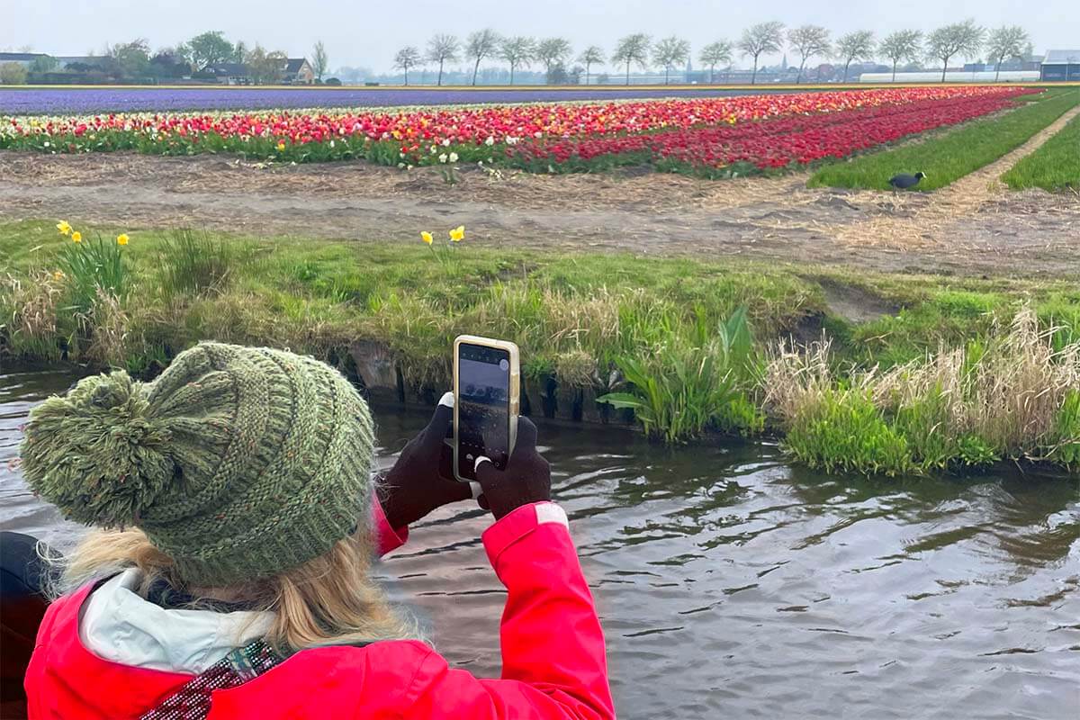 Woman in warm clothes taking pictures of tulip fields near Amsterdam on a cold day in April