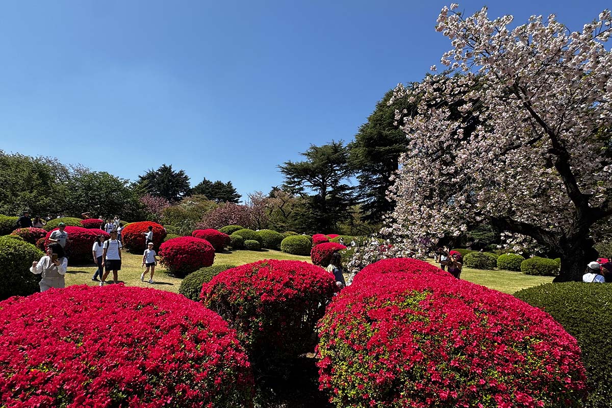Azaleas and sakuras in spring at Shinjuku Gyoen National Garden in Tokyo