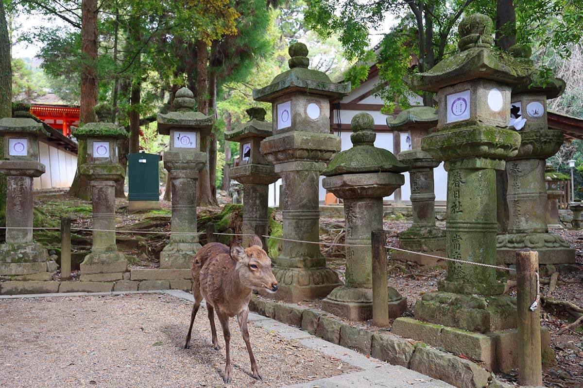Deer at Kasuga Taisha Shinto Lantern Shrine in Nara Japan