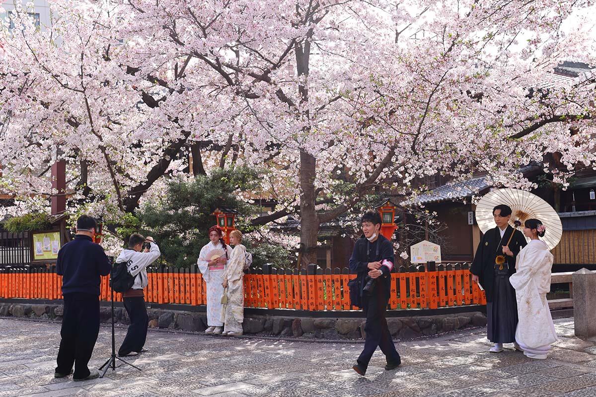 Japanese people doing photo shoots under the sakura trees in Gion, Kyoto