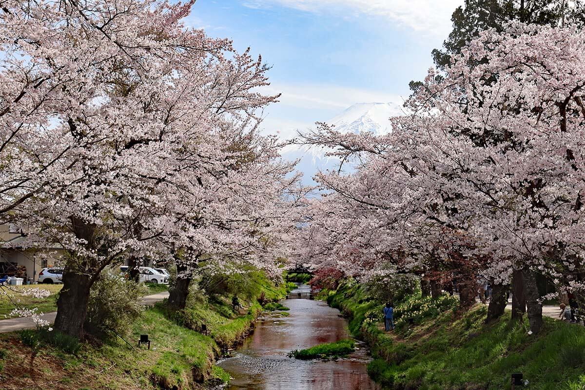 Mt Fuji and cherry blossoms at Shinnasho River in Oshino Hakkai in Japan
