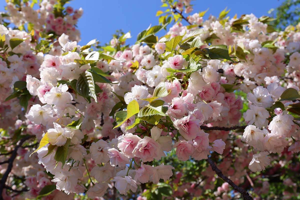 Sakura blossoms in Osaka Japan in the spring