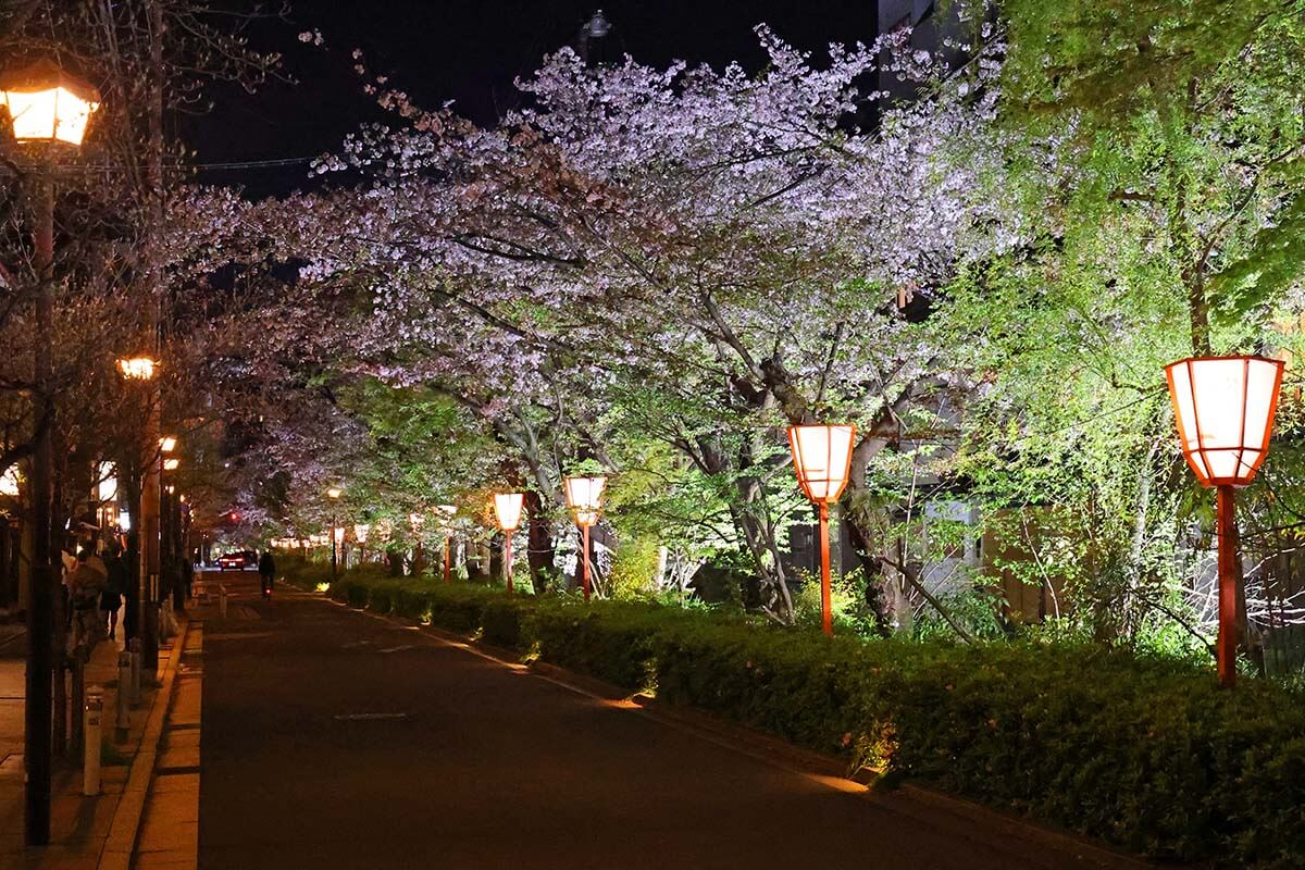 Sakura trees and lanterns on Kiyamachi-dori street in Kyoto Japan