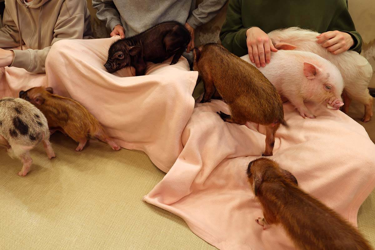 Small pigs at Kyoto Mipig cafe in Japan