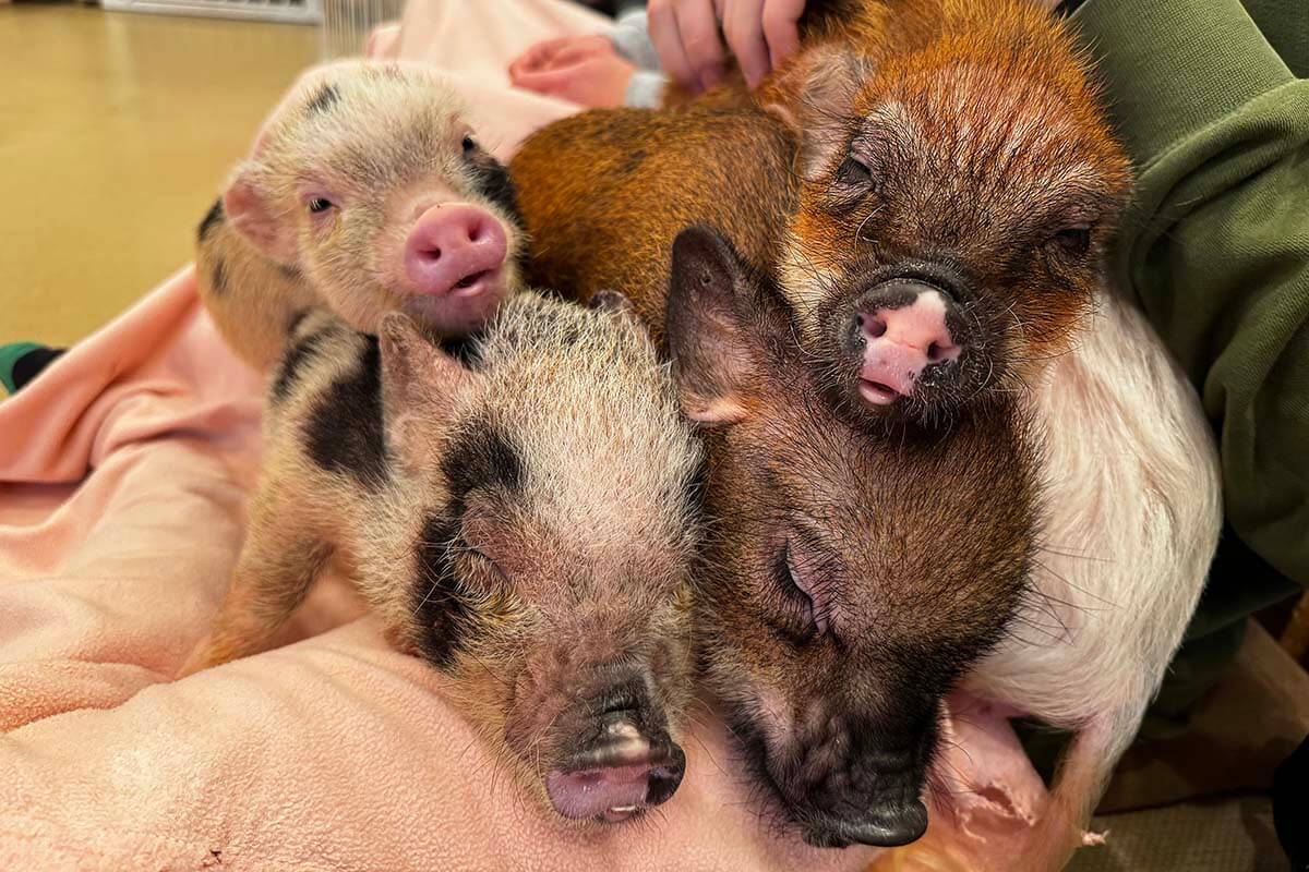 Small pigs at mipig café in Kyoto - among our teens’ favorite things to do in Japan
