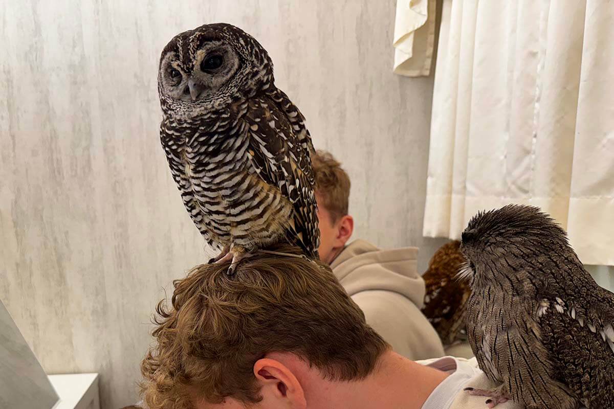 Teens at the owl cafe in Akihabara Tokyo