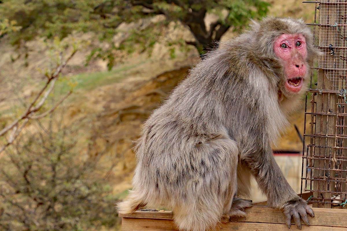 A monkey at Arashiyama Monkey Park Iwatayama in Kyoto