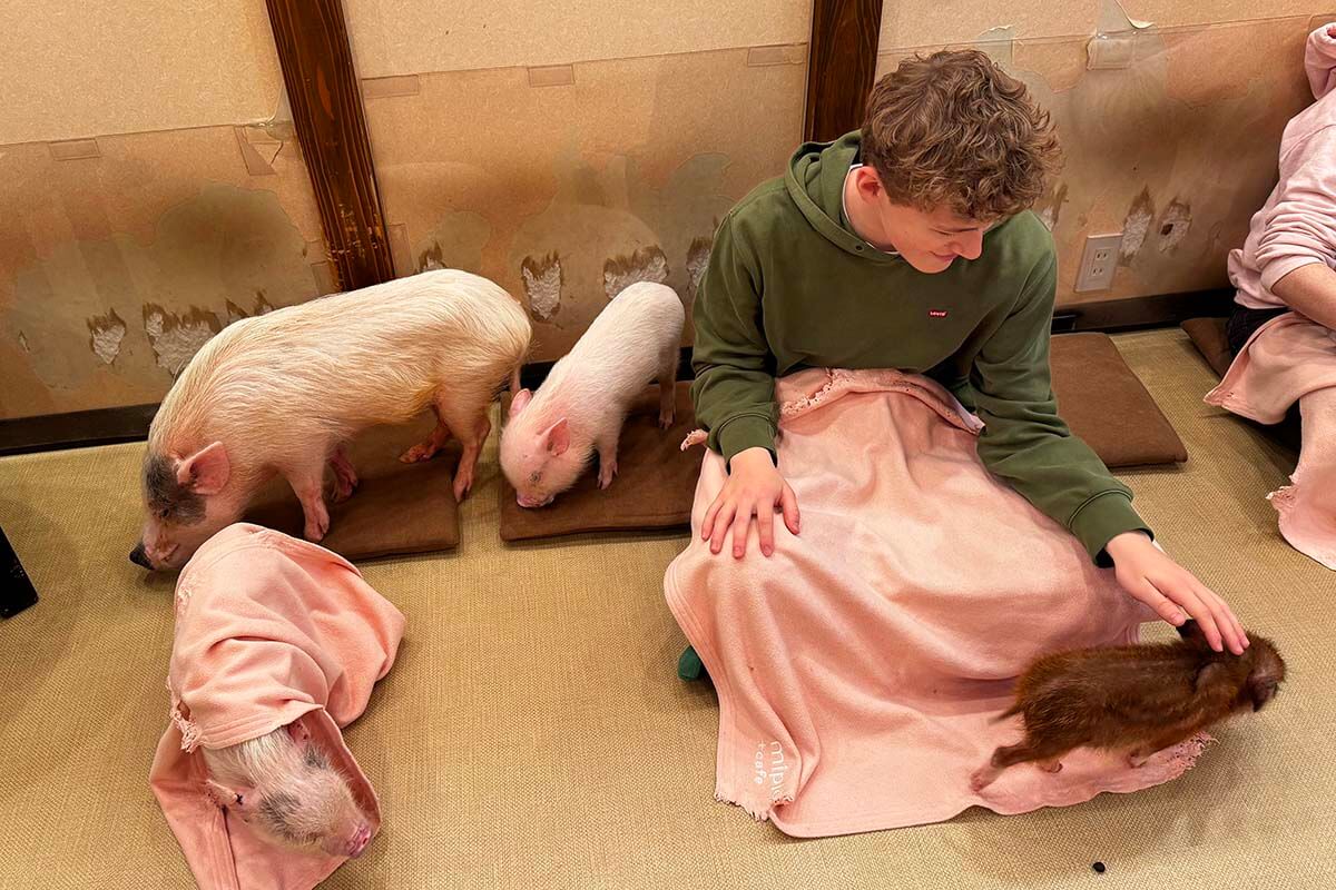 A teenage boy with small pigs at the Mipig Cafe in Kyoto