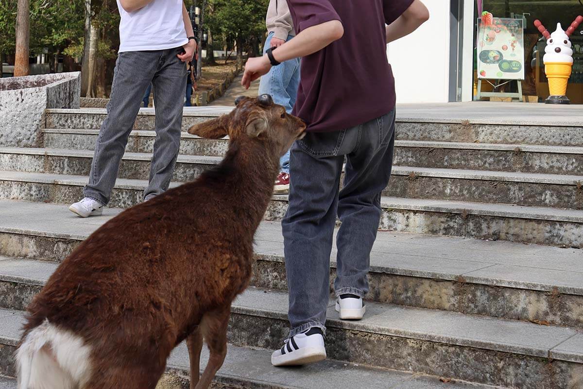 Agressive deer biting on tourist's clothing, Nara, Japan