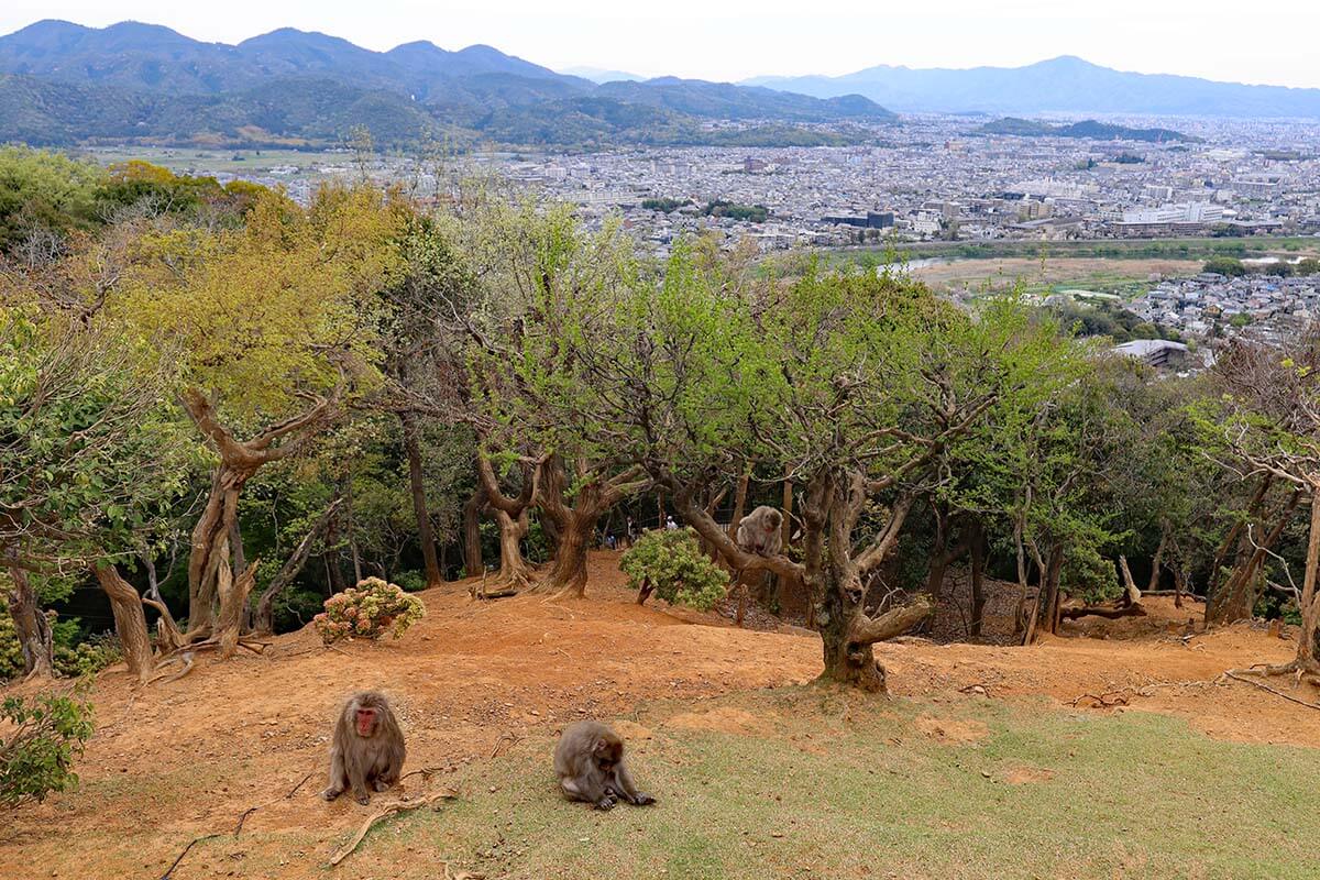 Arashiyama Monkey Park Iwatayama in Kyoto
