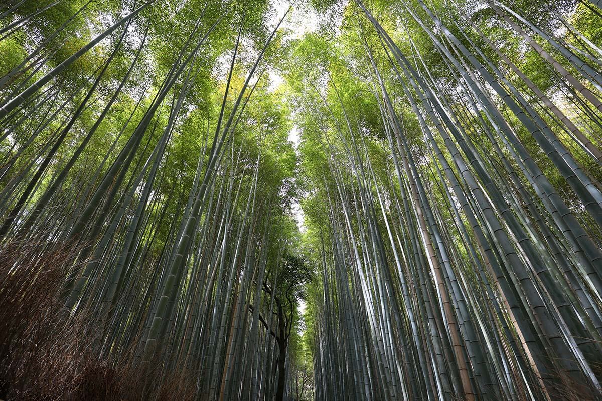 Arashiyama bamboo forest in Kyoto