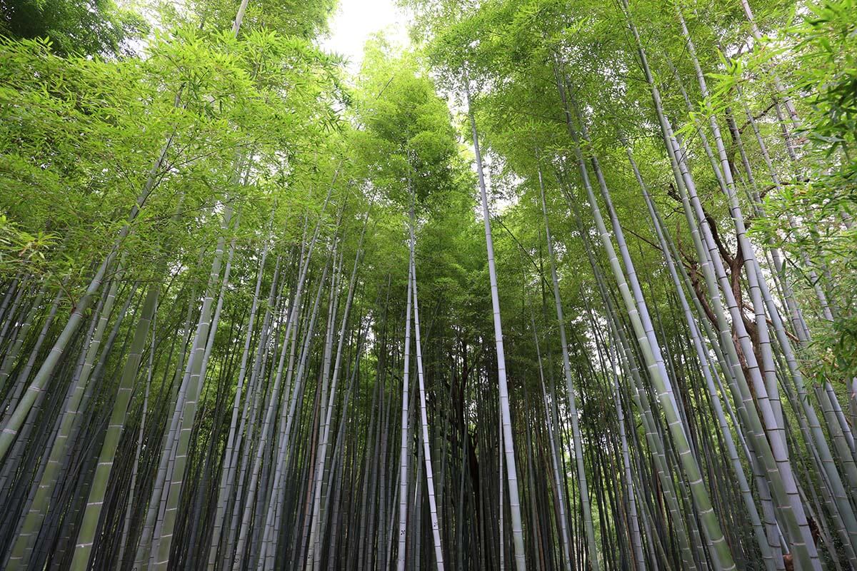 Bamboo forest at Fushimi Inari mountain in Kyoto