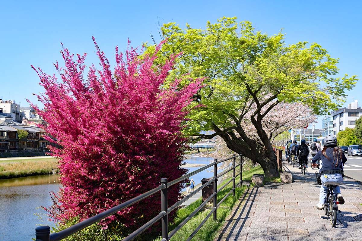 Biking through the streets of Kyoto in the spring