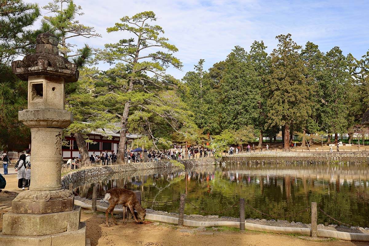 Deer at Todaiji Kagami-ike Pond, Nara Park, Japan