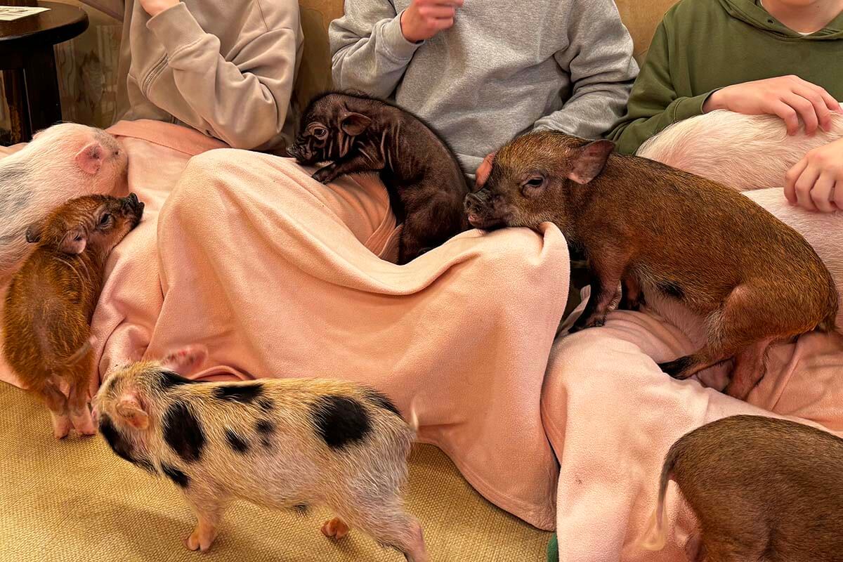 Mini pigs at Mipig Cafe in Kyoto