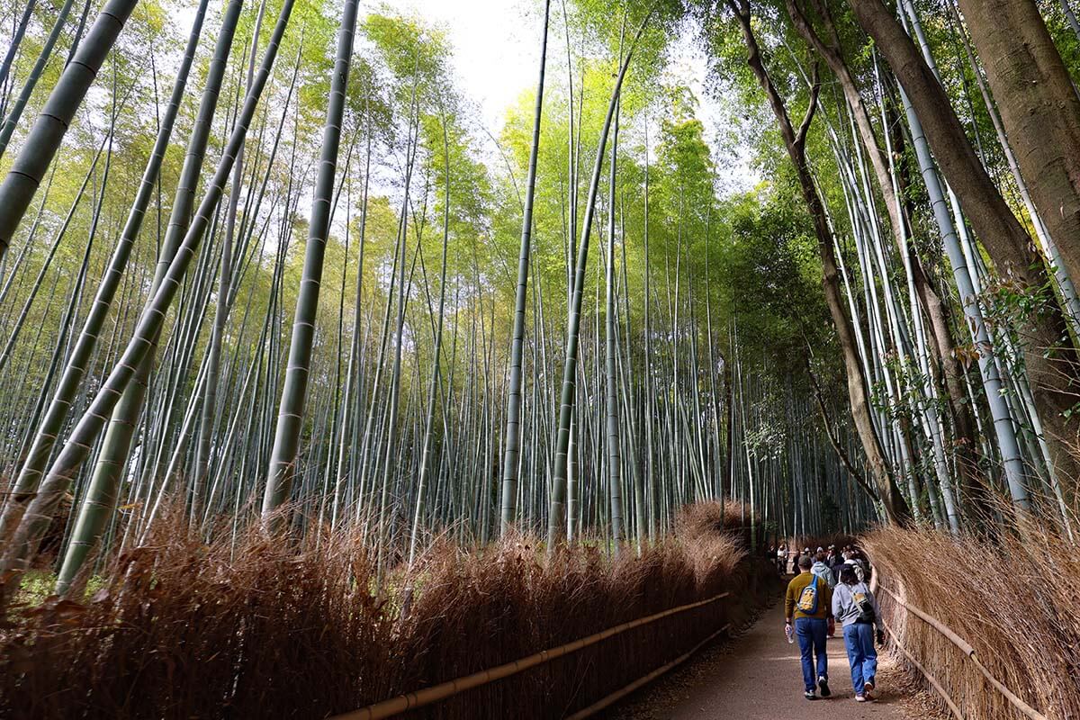 People walking through Arashiyama Bamboo Grove in Kyoto