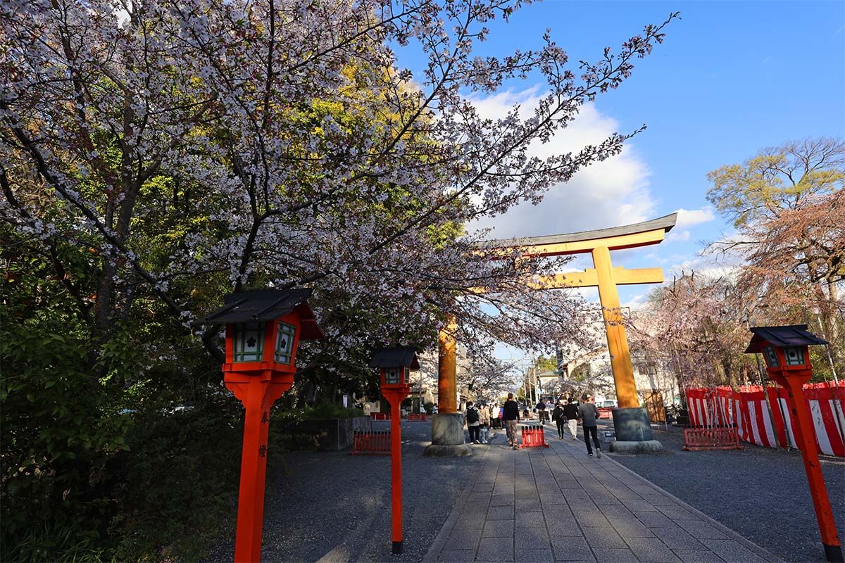 Torii gate, lanterns, and cherry blossoms at Hirano Shrine in Kyoto