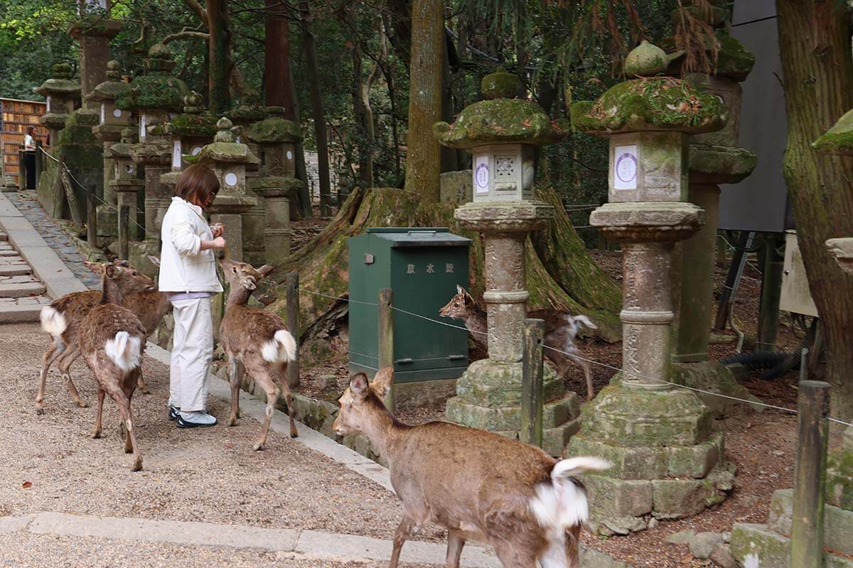 Tourist feeding deer at Kasuga Taisha in Nara, Japan