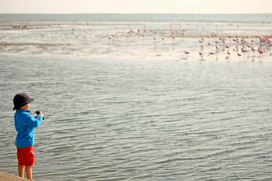Child with binoculars watching flamingos in Walvis Bay in Namibia