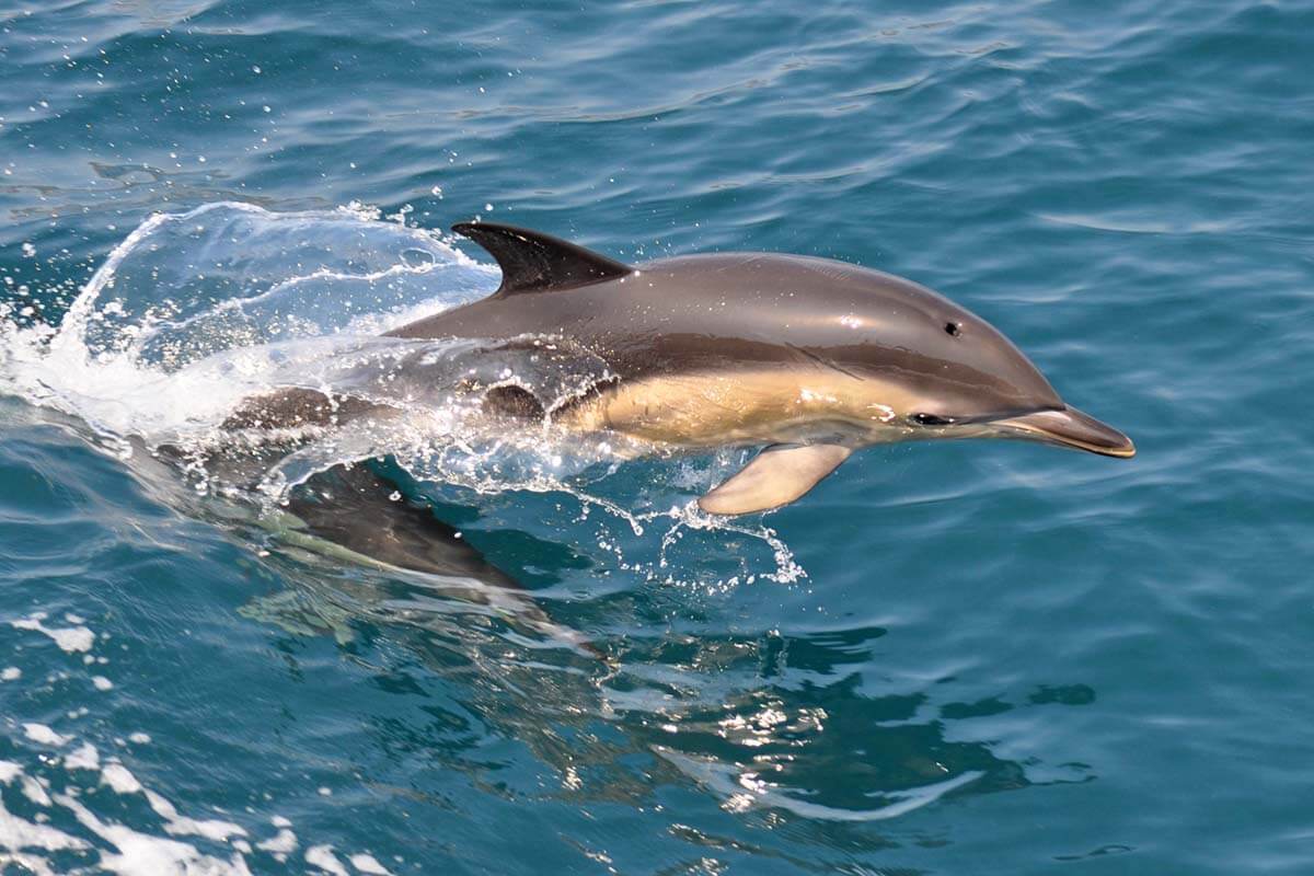 Dolphin on a wildlife boat tour in Sagres Portugal