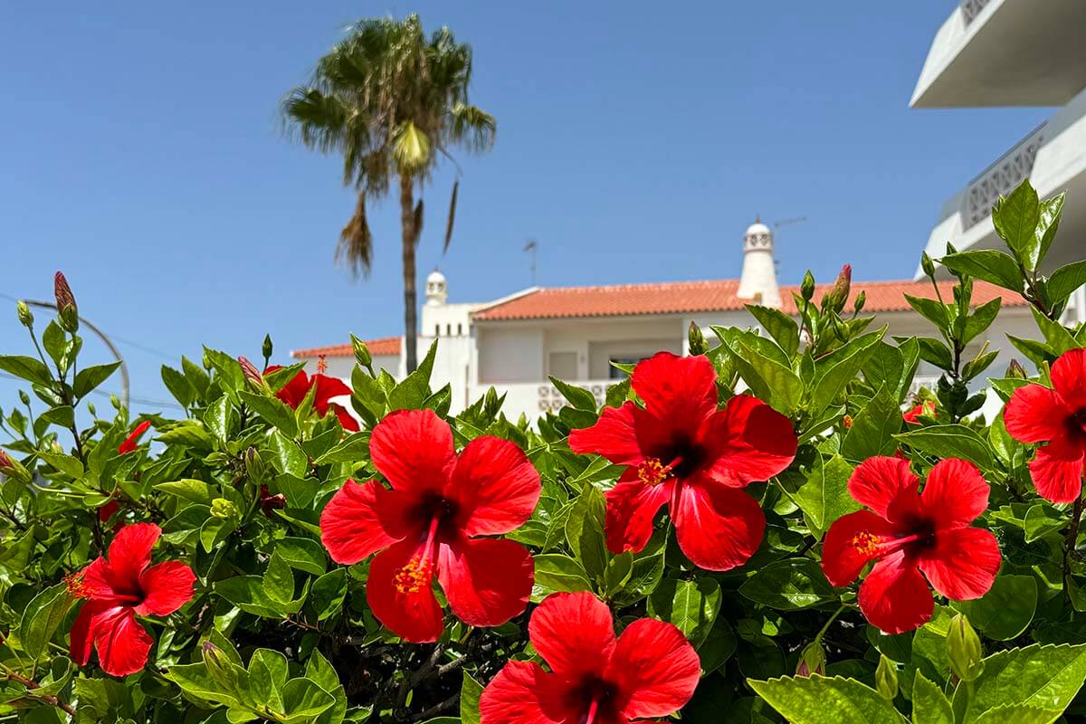 Red summer flowers and typical white Algarve buildings against blue sky backdrop in July