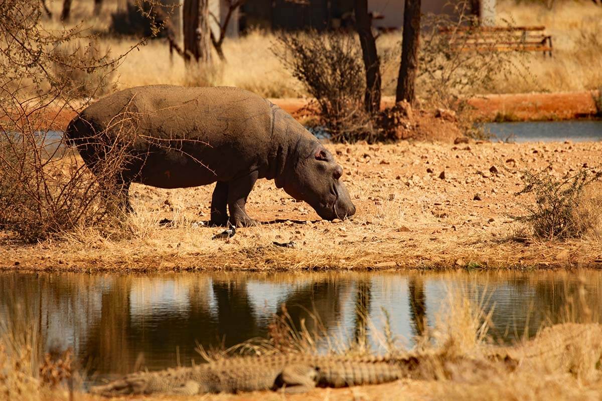 Hippo and crocodile at a waterhole in Namibia