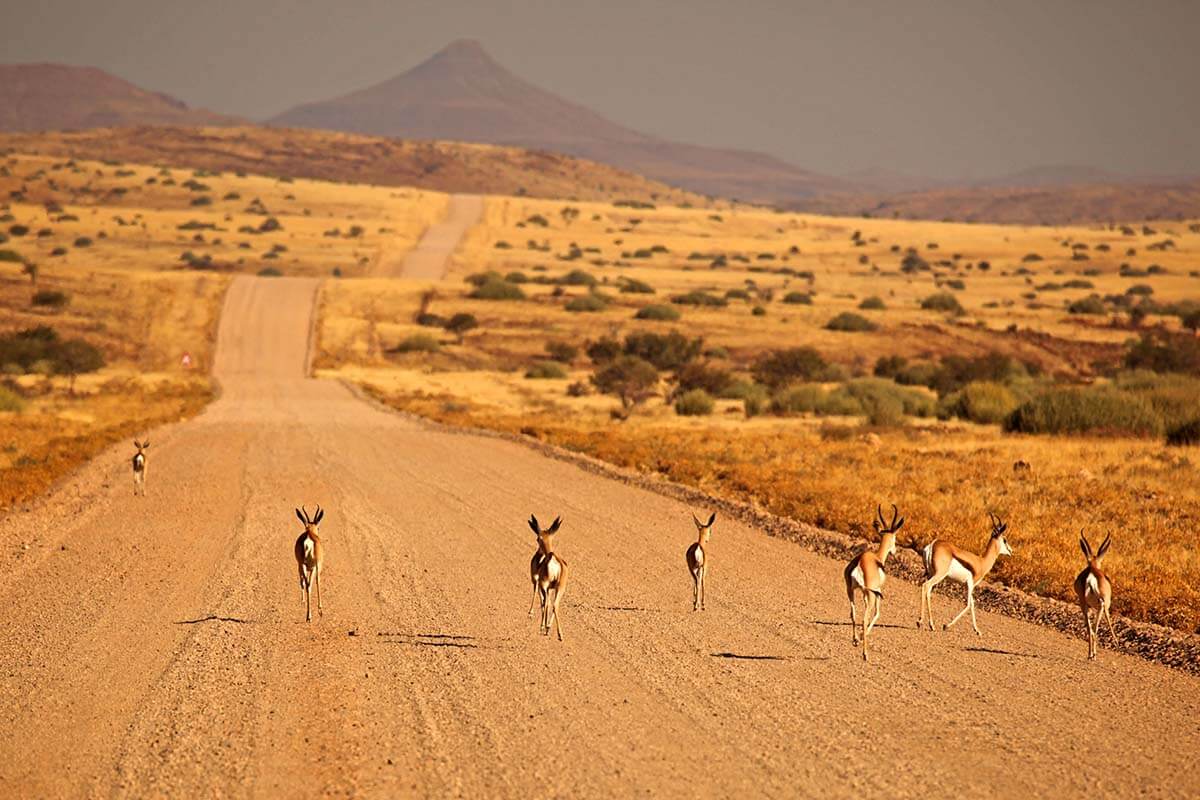 Antelopes on a dusty gravel road in Namibia