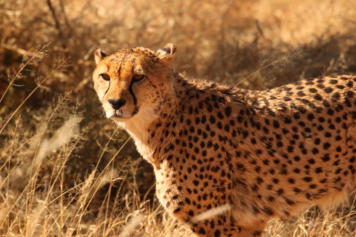Cheetah in Namibia