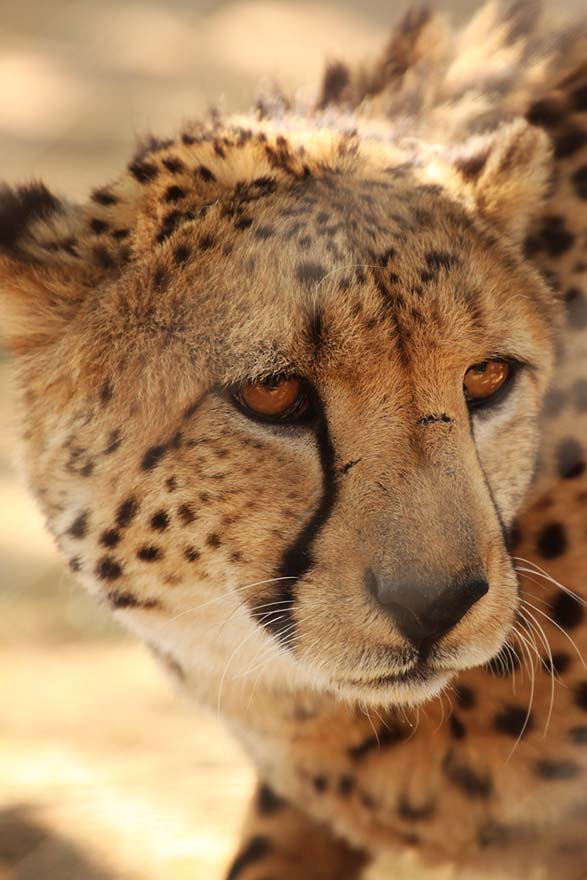 Close-up of a cheetah on safari in Africa