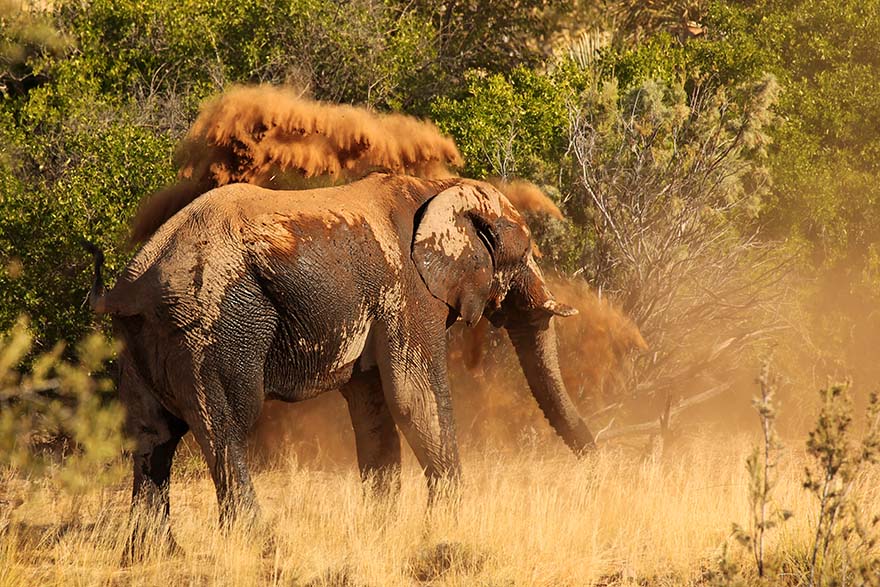 Elephant throwing sand on itself on safari in Africa