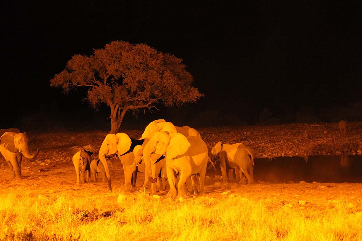 Elephants at Okaukuejo waterhole in Etosha at night