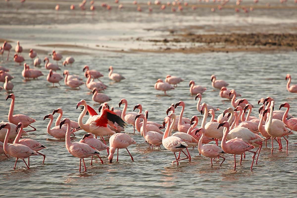 Flamingos in Walvis Bay, Namibia
