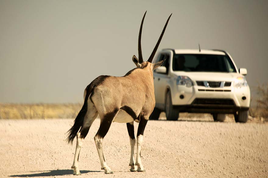 Gemsbok on the road in Namibia