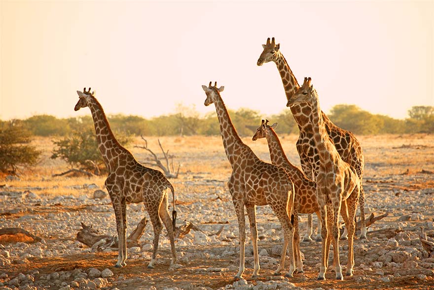 Group of giraffes in Etosha National Park Namibia