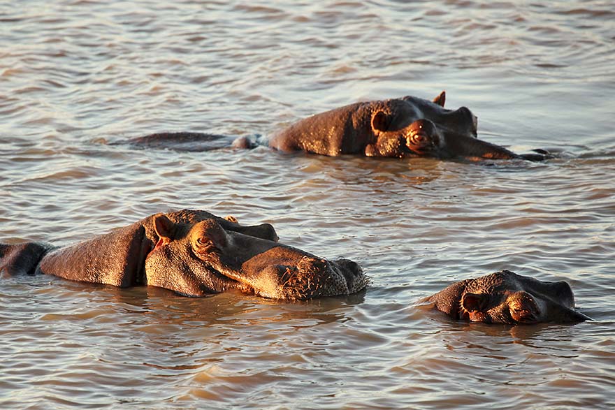 Hippos in the water on an African safari in Namibia