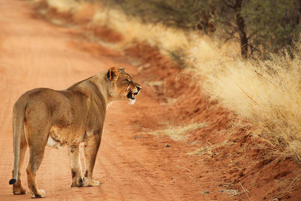 Lioness on a dusty road in Namibia