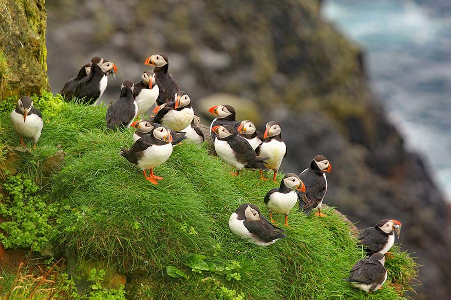 Puffins on a cliff in Mykines in the Faroe Islands