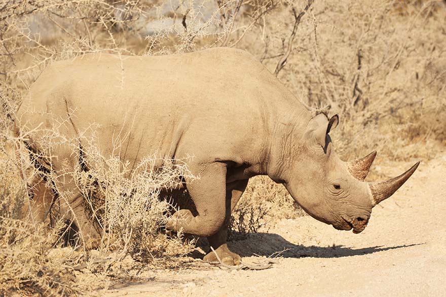 Rhino on a safari in Africa