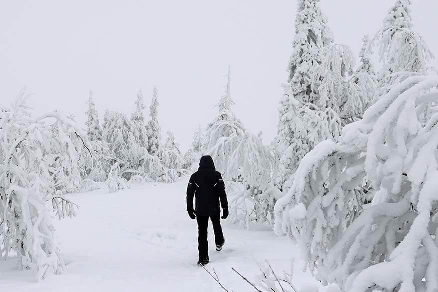 Snow-covered trees in Riisitunturi National Park in Lapland in March